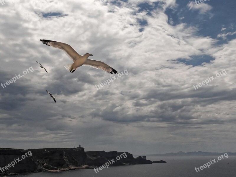 Flying Seagull Mouth Of Bonifacio Corsican France Bird