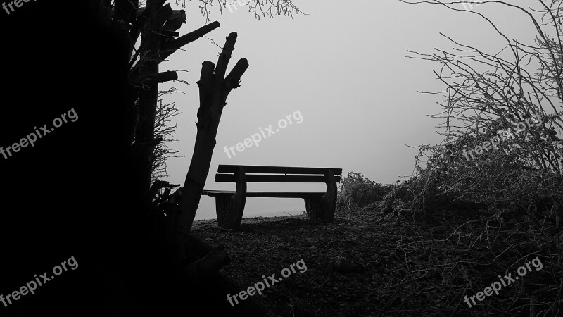 Bank Fog Nature Rest Trees