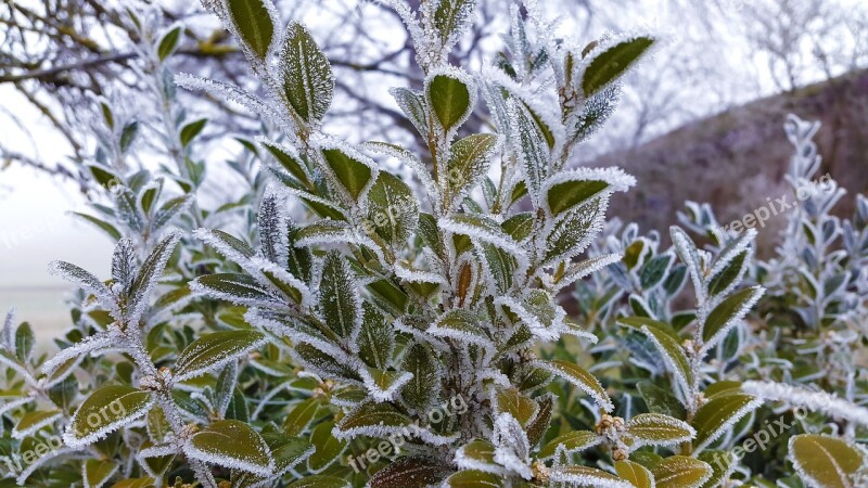 Frost Ripe Hoarfrost Winter Cold