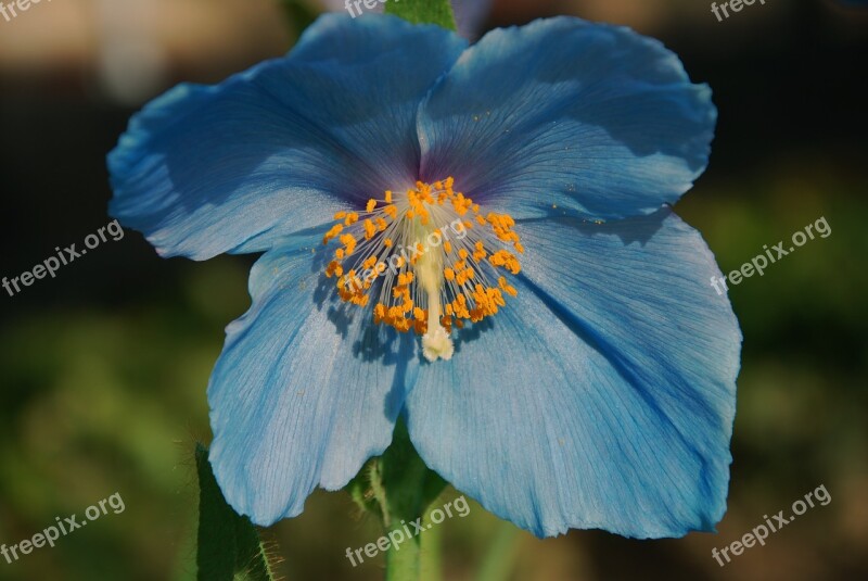 Blue Poppy Flower Blossom Poppy Spring