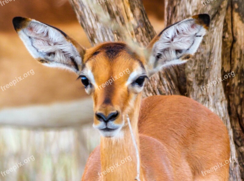 Fawn Small Buck Buck Young Buck Free Photos