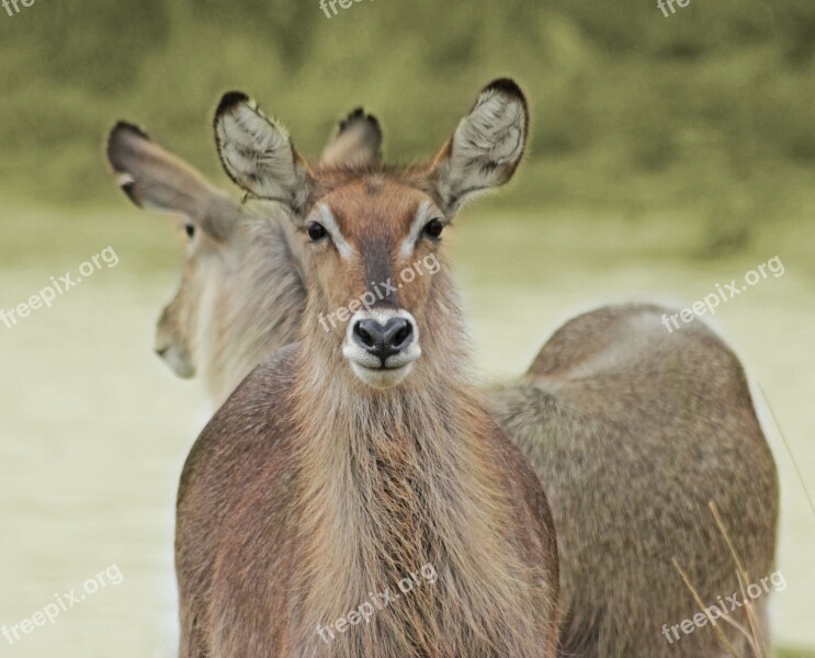 Waterbuck Kruger Wildlife Park Mpumalanga