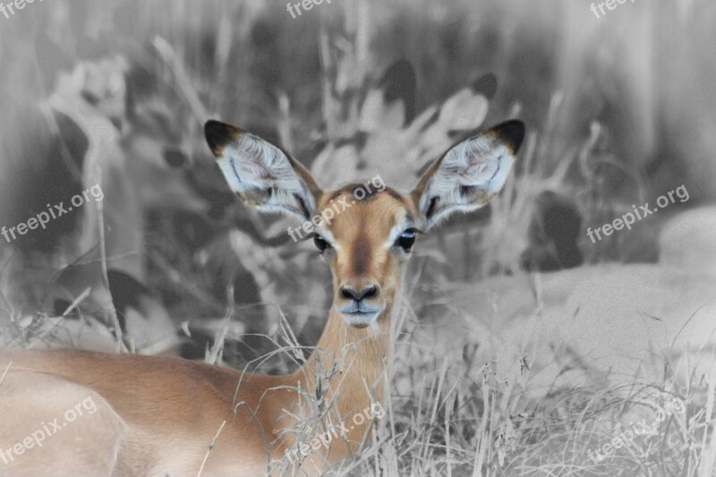 Fawn Buck Baby Impala Young Buck Free Photos