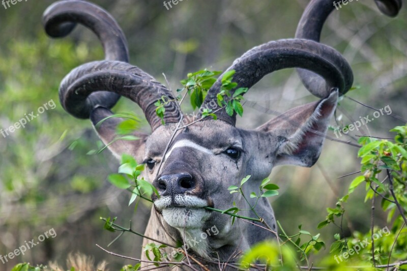 Kudu Buck Kruger Reserve Free Photos