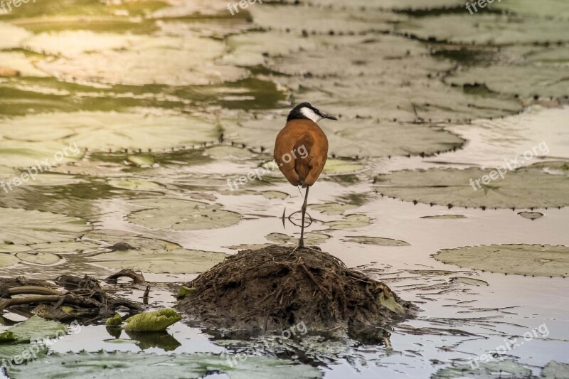 Birdlife Kruger Bird Free Photos