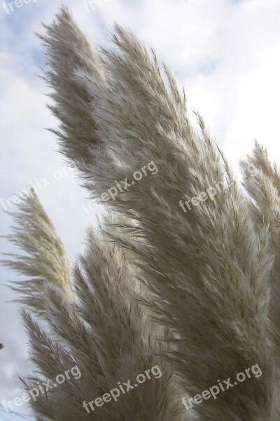 Pampas Garden White Plumes Nature