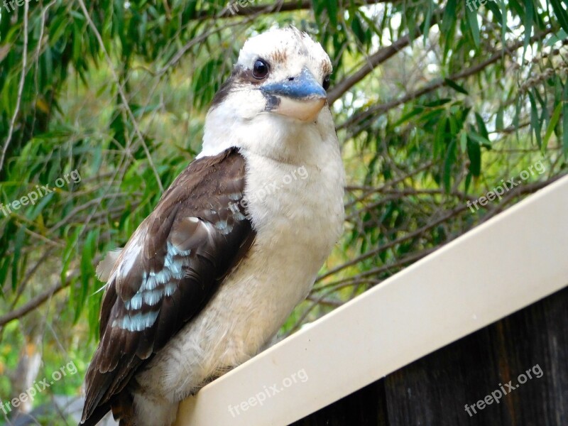 Kookaburra Bird Perched Outdoors Portrait