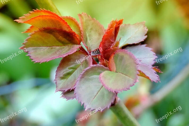 Spring Leaf Sprouting Rose Petals Nature Free Photos