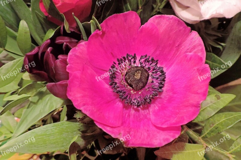 Flower Blossom Bloom Red Anemone