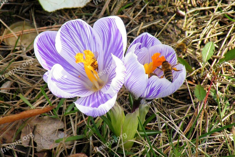 Crocus Bees Insect Blossom Bloom