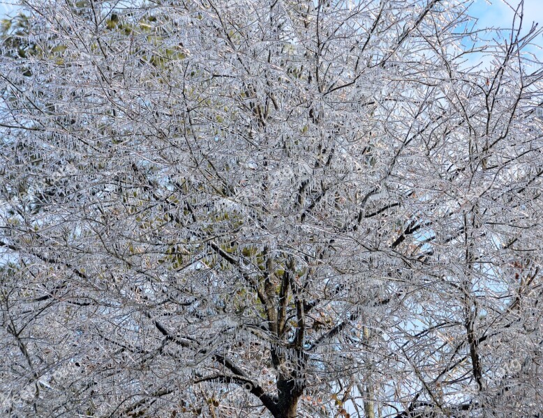 Ice Covered Trees Tree Winter Season Cold