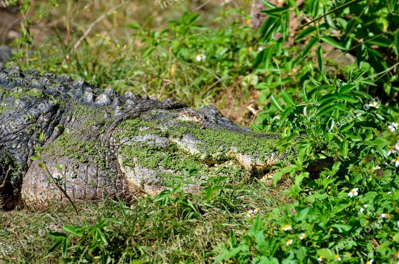 Alligator Reptile Camouflaged Animal Crocodile