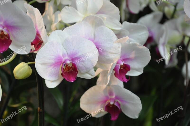 Orchids Ny Botanical Gardens Flowers Nature White