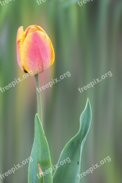 Flower Blossom Bloom Tulip Red Yellow