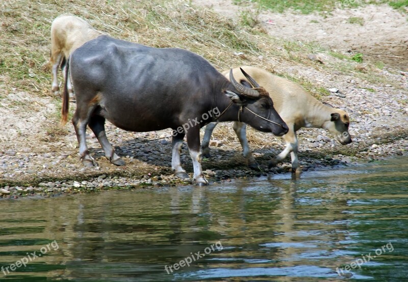 Buffalo China Yangshuo Li River Rural