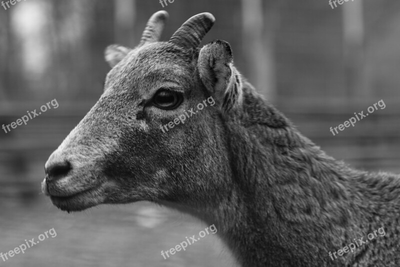 Black And White Wild Antler Young Hirsch