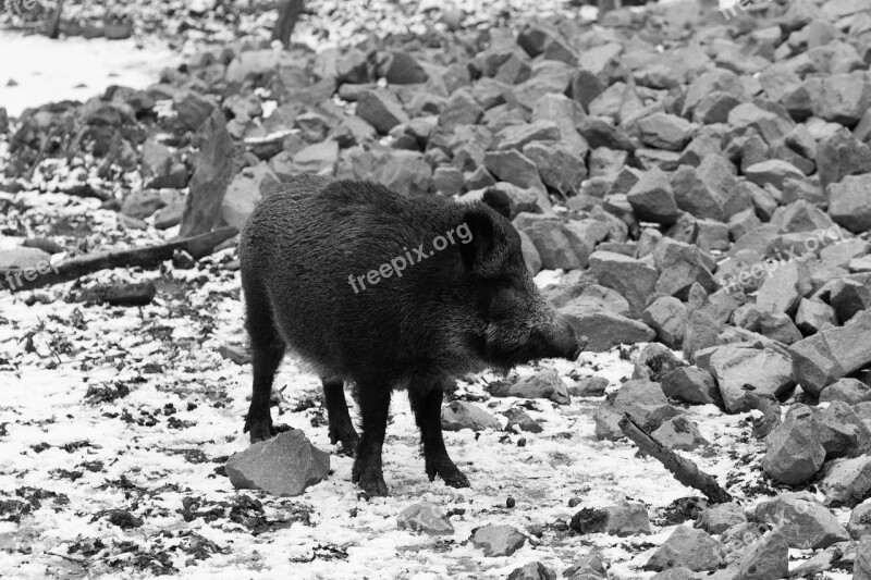 Wild Boar Animal Wild Boar Nature