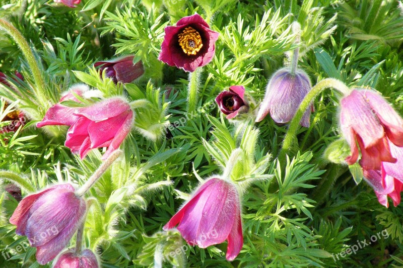 Flowers Pasque Flower Plant Nature Spring