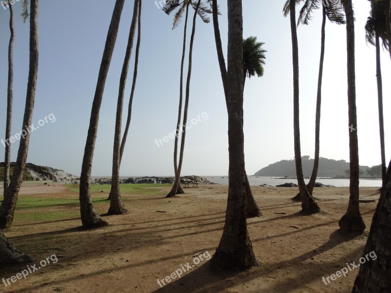 Palm Trees Orla Cayenne French Guiana Free Photos