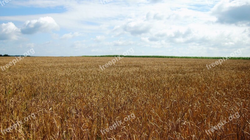 Grain Country Green Grain Wheat Pasture