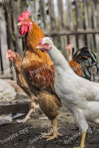 Cock Hen Poultry Barton Domestic Animal