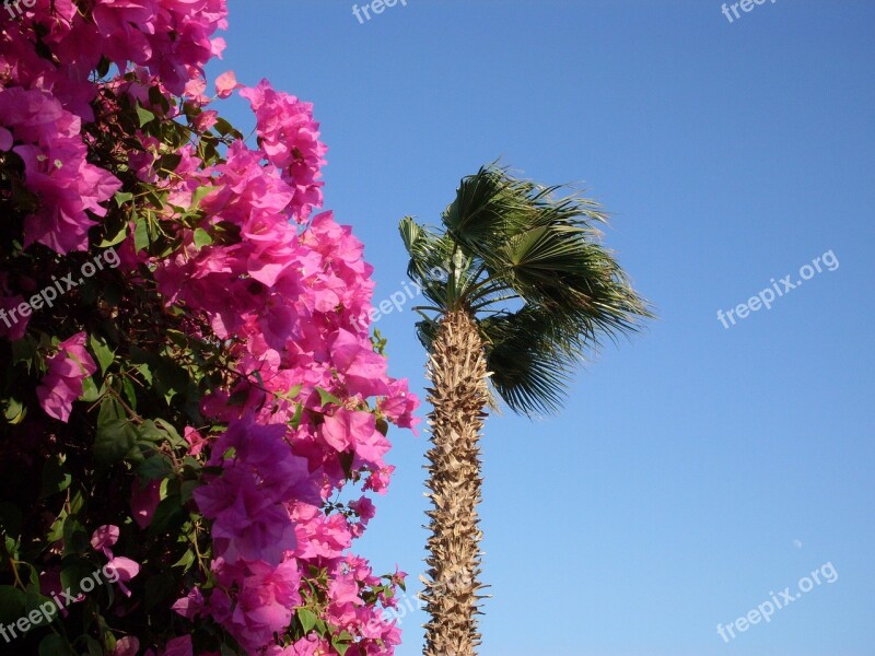 Egypt Palm Flowers Dusky Pink Free Photos