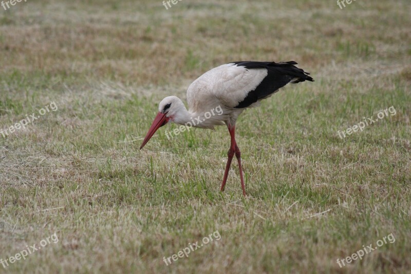 White Stork Stork Rattle Stork Adebar Storks