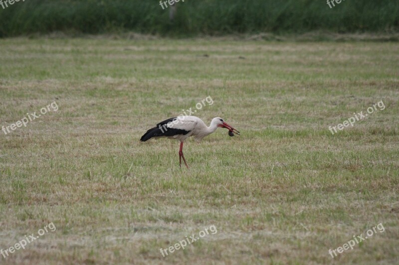 Stork Mole Birds White Stork Rattle Stork