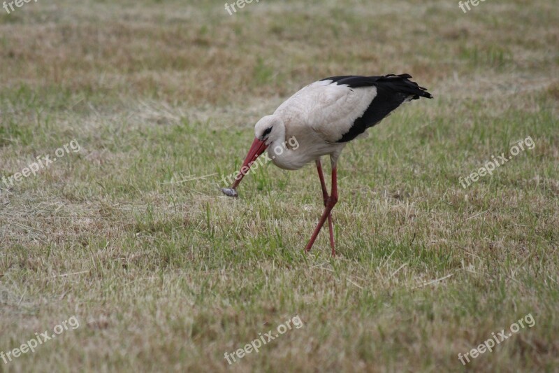 Stork White Stork Rattle Stork Storks Adebar