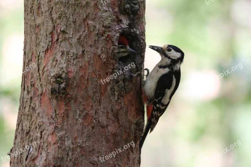 Great Spotted Woodpecker Birds Nature Feeding Forest Bird