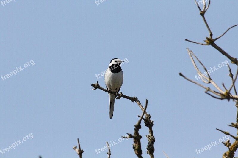 White Wagtail Birds Nature Bird Songbird