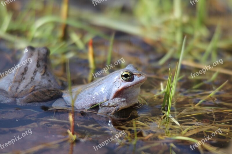 Moor Frog Amphibious Frogs Blue Free Photos