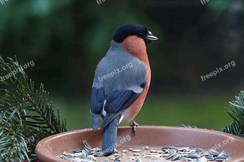 Bird Bullfinch Pyrrhula Males Garden Food