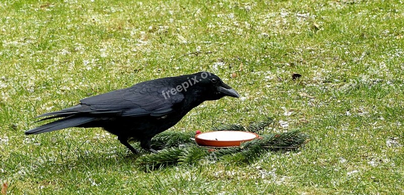 Bird Crow Corvidae Garden Foraging