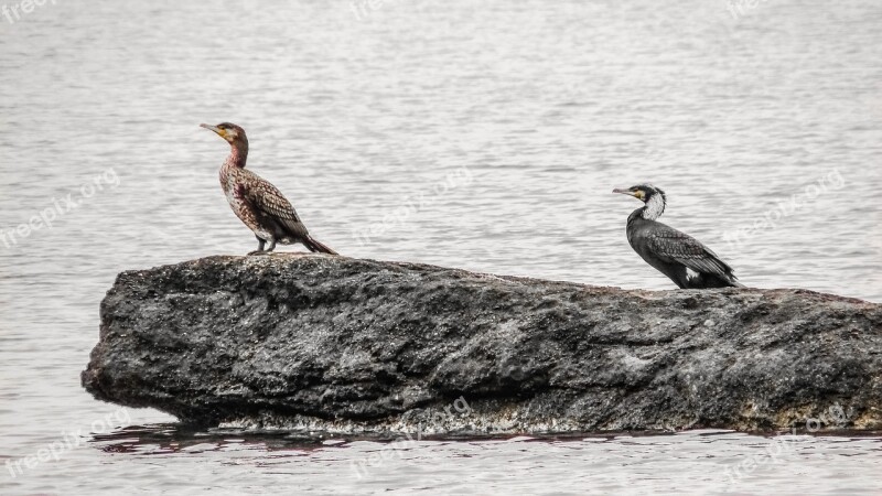 Cormorant Seabird Wildlife Bird Nature