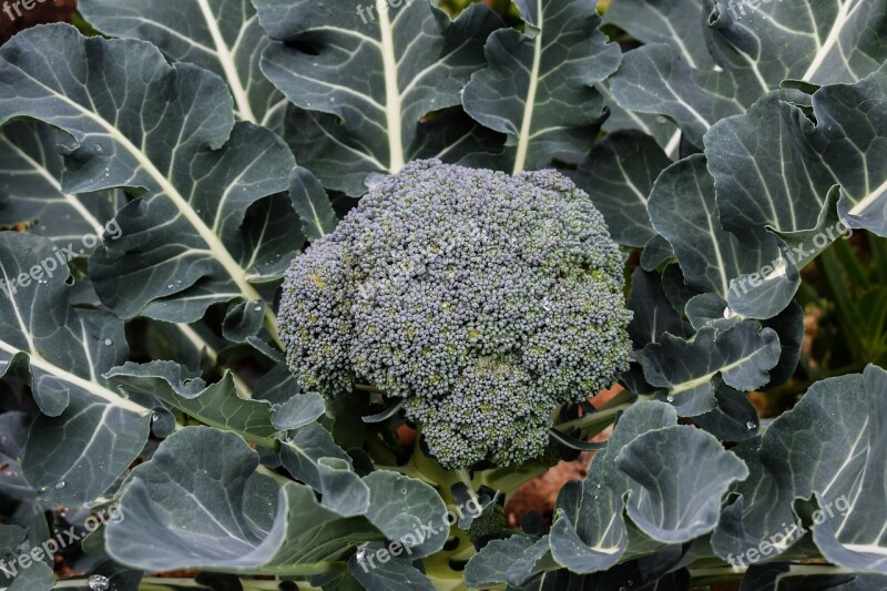 Broccoli Plant Food Vegetable Fresh