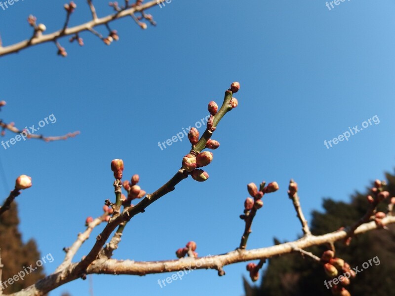 Plum Blue Sky Spring Bud Blue