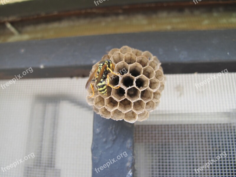 Wasp Honeycomb Honey Nature Macro