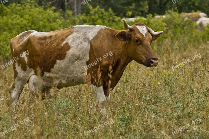 Cow Field Meadow Grass Hay