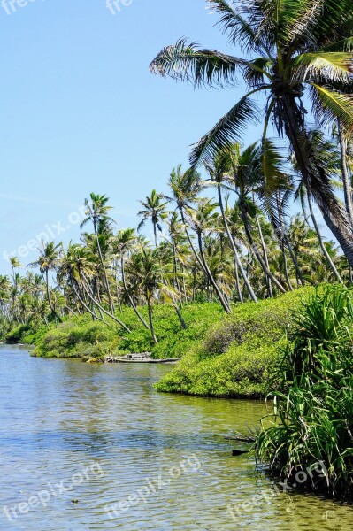 Palm Trees Blue Sky Sky Green Clouds