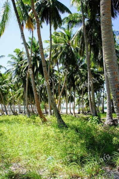 Palm Trees Blue Sky Sky Green Clouds