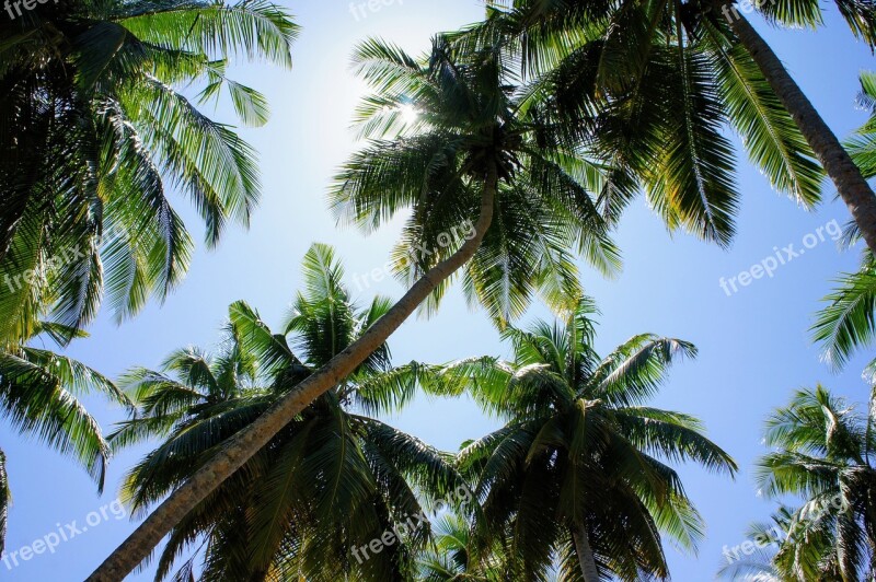 Palm Trees Blue Sky Sky Green Clouds