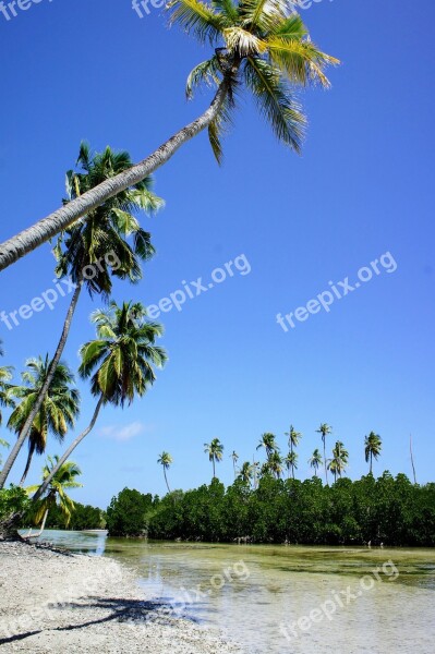 Palm Trees Blue Sky Sky Green Clouds