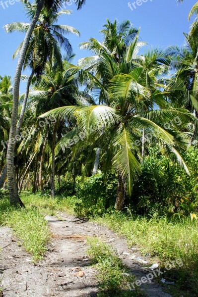 Palm Trees Blue Sky Sky Green Clouds