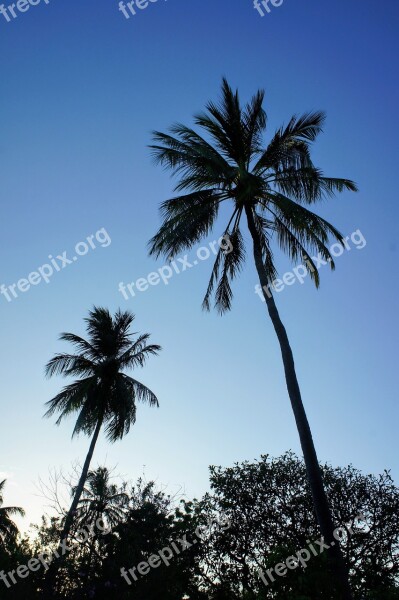 Palm Trees Blue Sky Sky Green Clouds