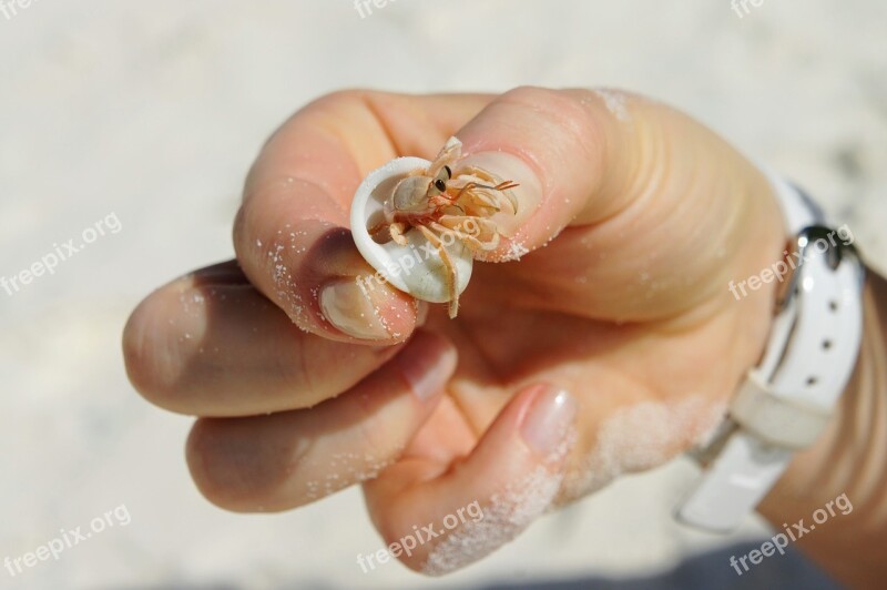 Cancer Shell Beach Crab Sea Animals