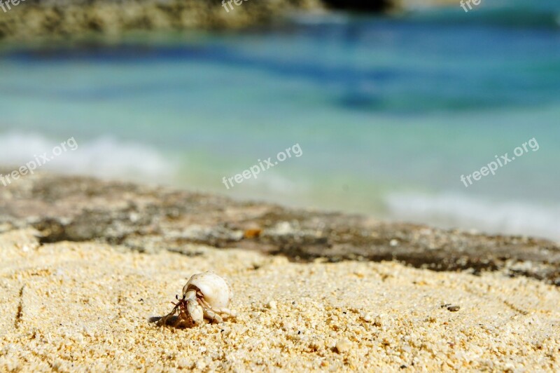 Cancer Shell Beach Crab Sea Animals