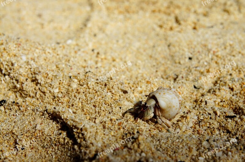 Cancer Shell Beach Crab Sea Animals