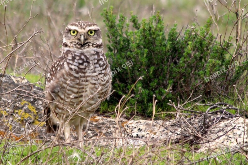 Owl Predator Bird Bird Of Prey Eyes