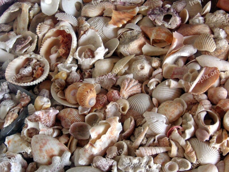 Shells Sea Sea Shell Sand Free Photos